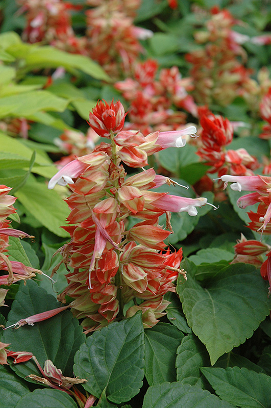 Vista Red And White Salvia (Salvia 'Vista Red And White') at The Growing Place