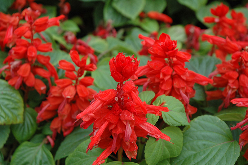 Red Hot Sally Salvia (Salvia splendens 'Red Hot Sally') at The Growing Place