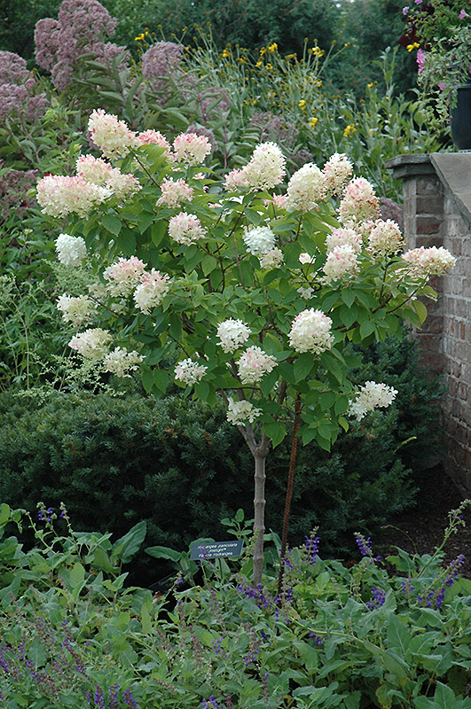 Limelight Hydrangea (tree form) (Hydrangea paniculata 'Limelight (tree form)') at The Growing Place