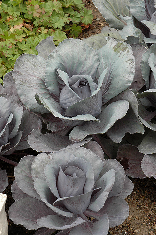 Ruby Perfection Red Cabbage (Brassica oleracea var. capitata 'Ruby Perfection') at The Growing Place