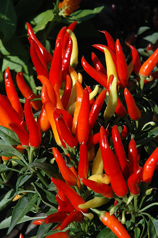 Kjølig Chili Ornamental Pepper (Capsicum annuum' Kjølig Chili') På Voksende Sted