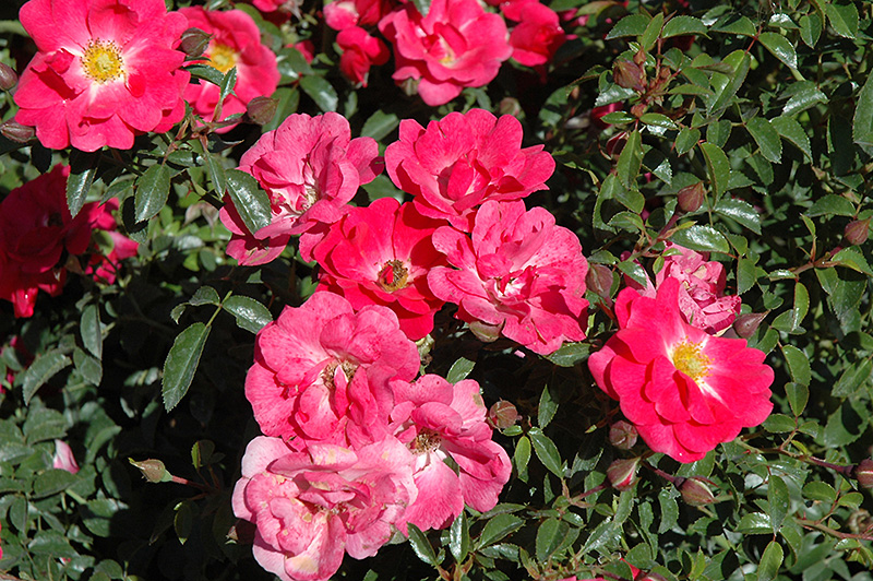 Flower Carpet Pink Supreme Rose (Rosa 'Flower Carpet Pink Supreme') at The Growing Place