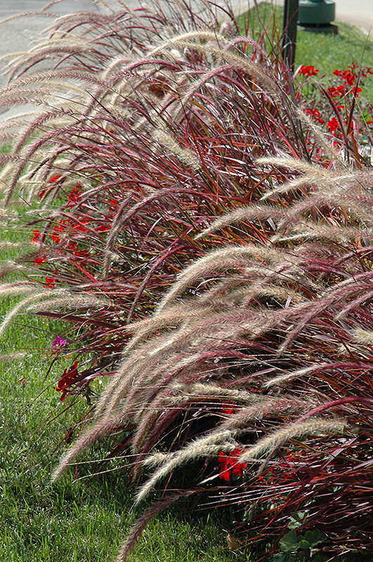 Fireworks Fountain Grass (Pennisetum setaceum 'Fireworks') at The Growing Place