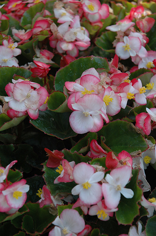 Super Olympia Bicolor Begonia (Begonia 'Super Olympia Bicolor') at The Growing Place