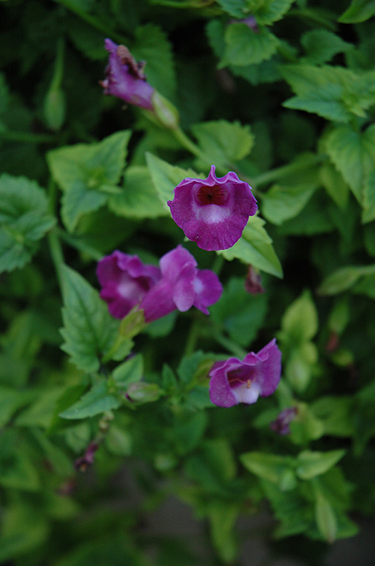 Summer Wave Amethyst Torenia (Torenia 'Summer Wave Amethyst') at The Growing Place