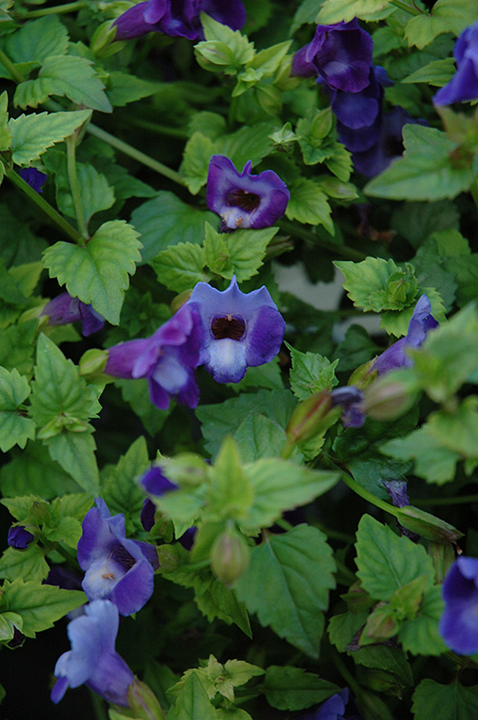 Summer Wave Blue Torenia (Torenia 'Summer Wave Blue') at The Growing Place