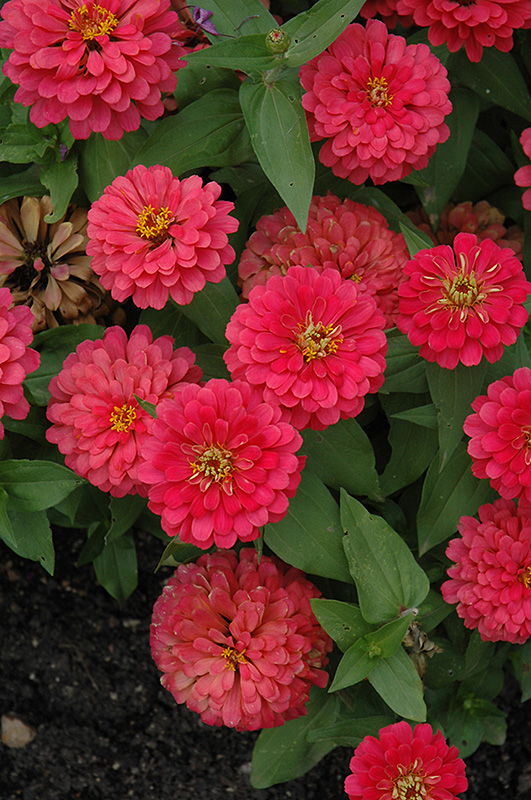 Magellan Cherry Zinnia (Zinnia 'Magellan Cherry') at The Growing Place