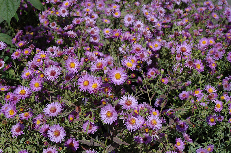Woods Purple Aster (Symphyotrichum 'Woods Purple') at The Growing Place