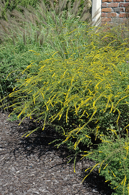 Fireworks Goldenrod (Solidago rugosa 'Fireworks') at The Growing Place