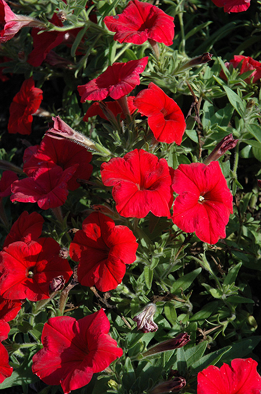 Pretty Flora Red Petunia (Petunia 'Pretty Flora Red') at The Growing Place