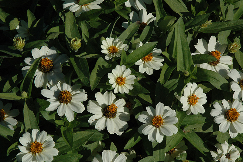 Profusion White Zinnia (Zinnia 'Profusion White') at The Growing Place