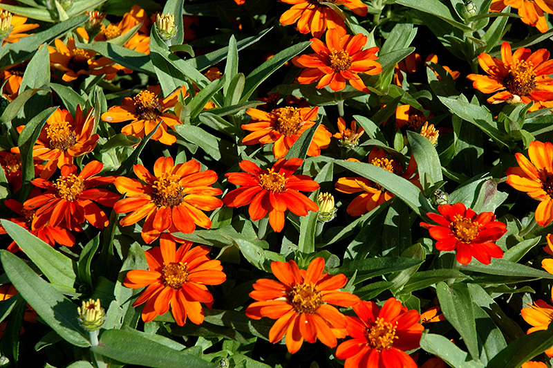 Profusion Orange Zinnia (Zinnia 'Profusion Orange') at The Growing Place