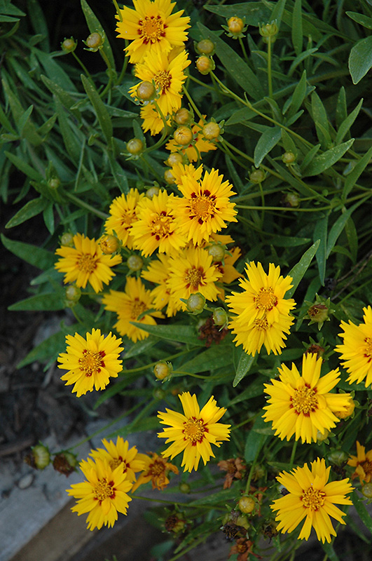 Sunfire Tickseed (Coreopsis grandiflora 'Sunfire') at The Growing Place