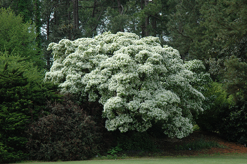 Chinese Fringetree (Chionanthus retusus) at The Growing Place