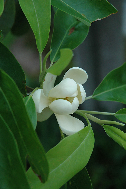 Sweetbay Magnolia (Magnolia virginiana) at The Growing Place