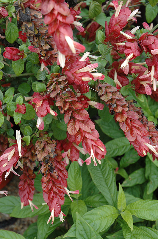 Shrimp Plant (Justicia brandegeeana) at The Growing Place