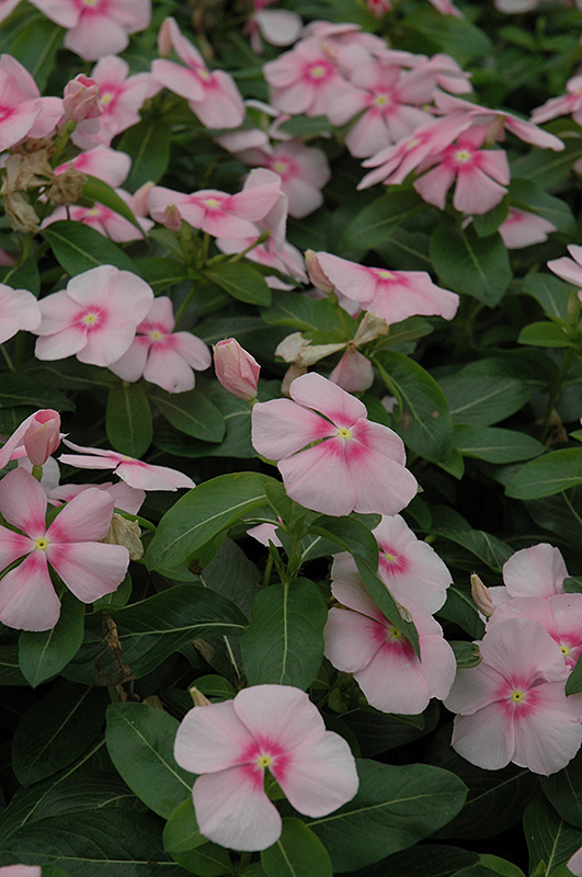 Titan Icy Pink Vinca (Catharanthus roseus 'Titan Icy Pink') at The Growing Place