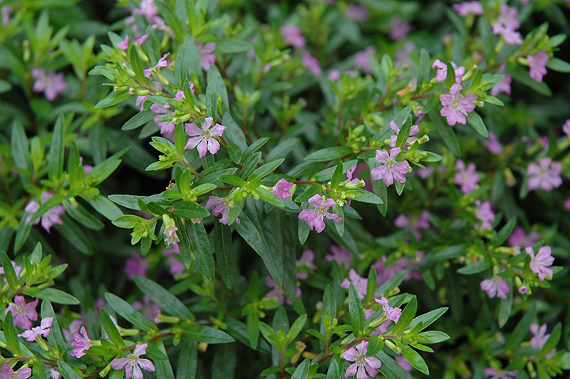 False Heather (Cuphea hyssopifolia) at The Growing Place