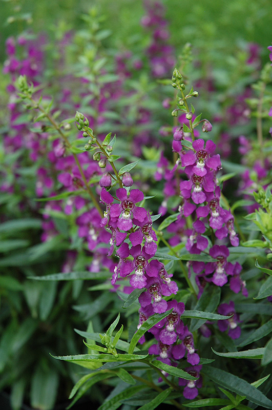 Serenita Purple Angelonia (Angelonia angustifolia 'PAS803822') at The Growing Place