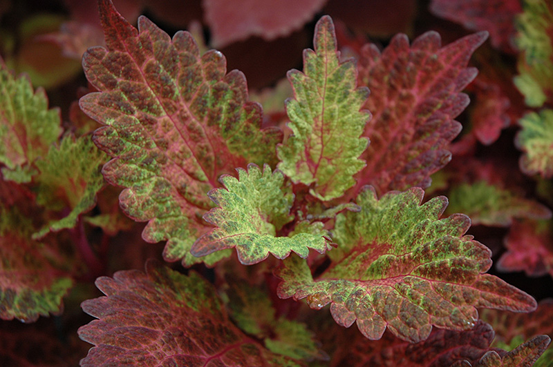 Indian Summer Coleus (Solenostemon scutellarioides 'Indian Summer') at The Growing Place