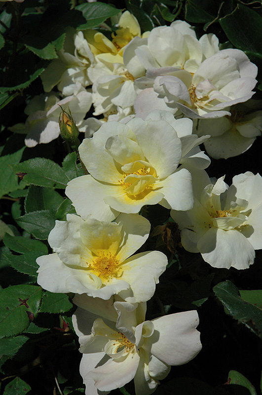 Sunny Knock Out Rose (Rosa 'Radsunny') at The Growing Place