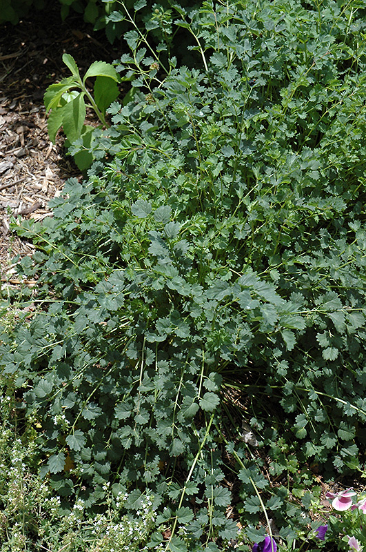 Salad Burnet (Sanguisorba minor) at The Growing Place