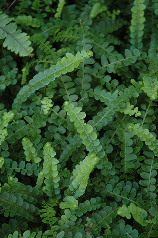 Lemon Buttons Fern (Nephrolepis cordifolia 'Duffii') at The Growing Place