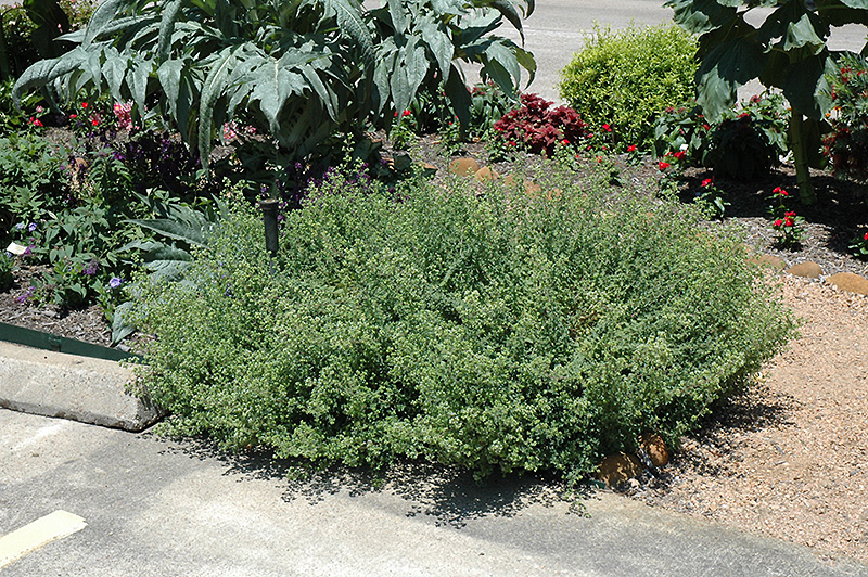 Mexican Oregano (Lippia graveolens) at The Growing Place