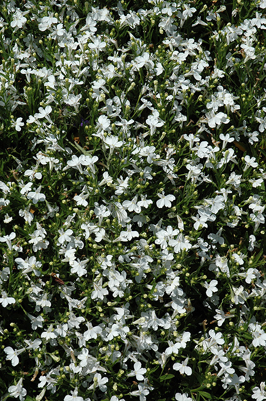 Techno Upright White Lobelia (Lobelia erinus 'Techno Upright White') at The Growing Place