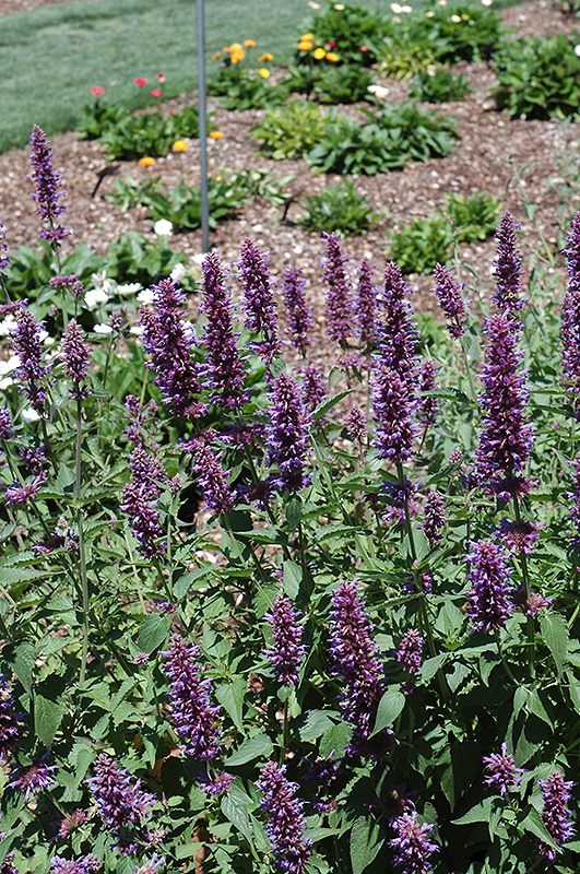 Blue Boa Hyssop (Agastache 'Blue Boa') at The Growing Place