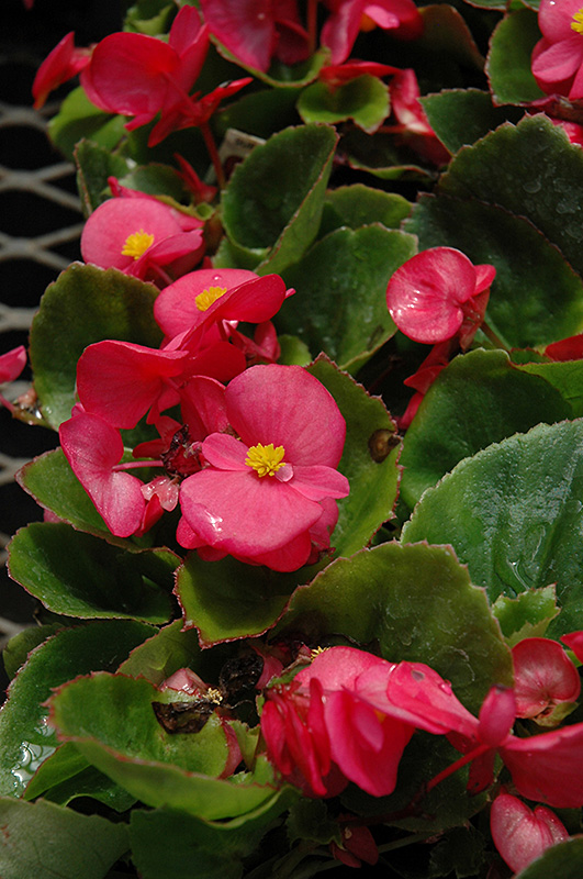 Super Olympia Rose Begonia (Begonia 'Super Olympia Rose') at The Growing Place