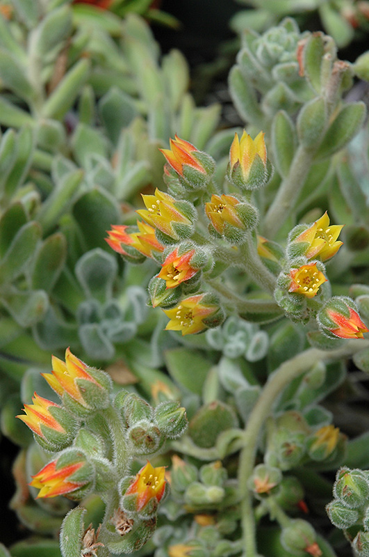 Mexican Fire Cracker (Echeveria setosa) at The Growing Place