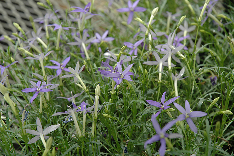 Beth's Blue Laurentia (Isotoma axillaris 'Beth's Blue') at The Growing Place