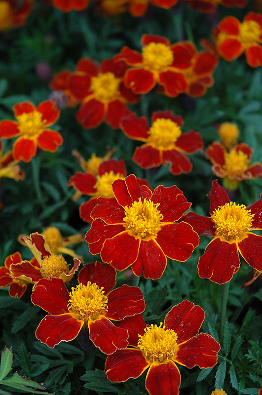 Disco Red Marigold (Tagetes patula 'Disco Red') at The Growing Place