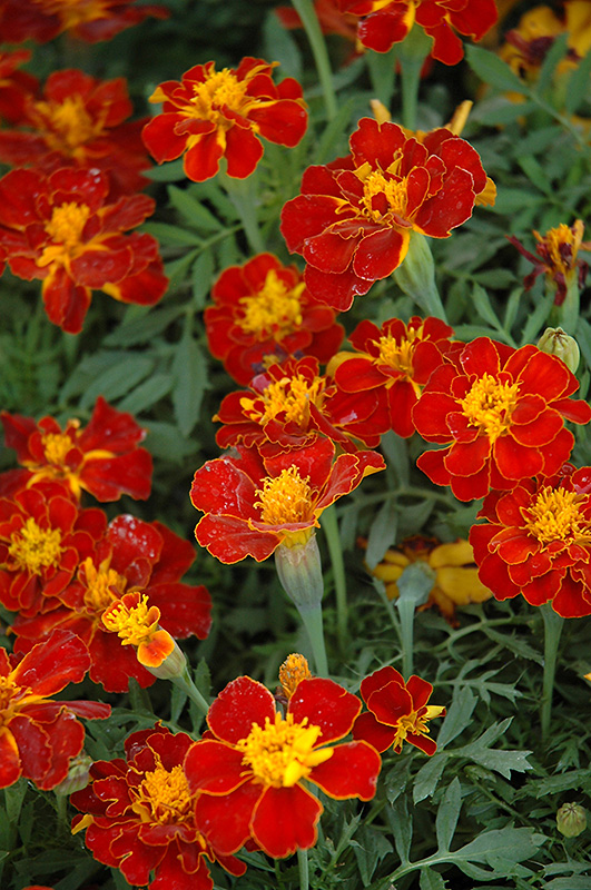Safari Red Marigold (Tagetes patula 'Safari Red') at The Growing Place