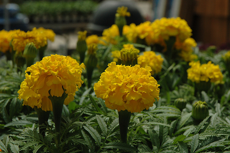Safari Yellow Marigold (Tagetes patula 'Safari Yellow') at The Growing Place