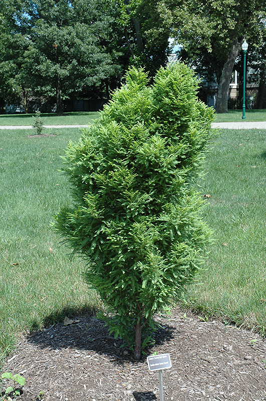 Lindsey's Skyward Bald Cypress (Taxodium distichum 'Skyward') at The Growing Place