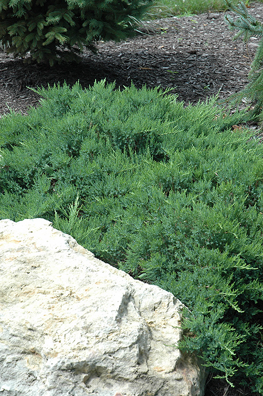 Broadmoor Juniper (Juniperus sabina 'Broadmoor') at The Growing Place