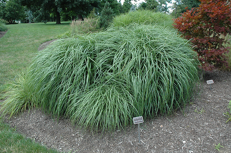 Adagio Maiden Grass (Miscanthus sinensis 'Adagio') at The Growing Place