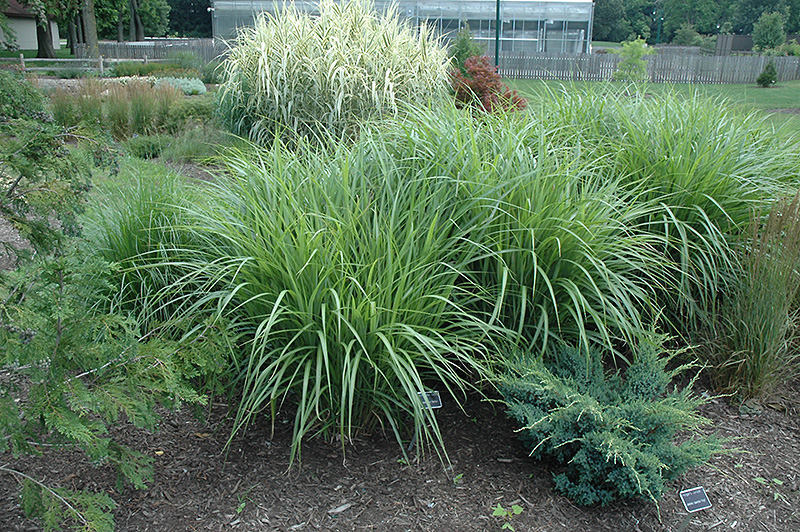 Silberfeder Maiden Grass (Miscanthus sinensis 'Silberfeder') at The Growing Place