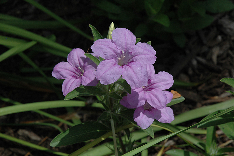 Hairy Wild Petunia (Ruellia humilis) at The Growing Place