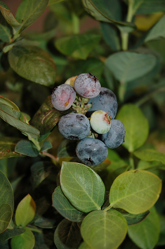Peach Sorbet Blueberry (Vaccinium 'ZF06-043') at The Growing Place
