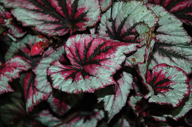 Shadow King Cherry Mint Begonia (Begonia 'Shadow King Cherry Mint') at The Growing Place