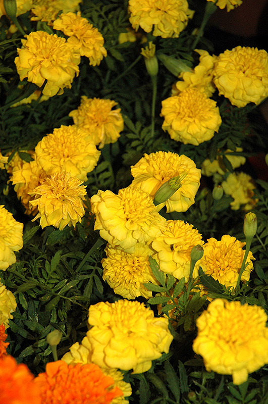 Little Hero Yellow Marigold (Tagetes patula 'Little Hero Yellow') at The Growing Place