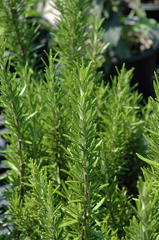 Barbeque Rosemary (Rosmarinus officinalis 'Barbeque') at The Growing Place