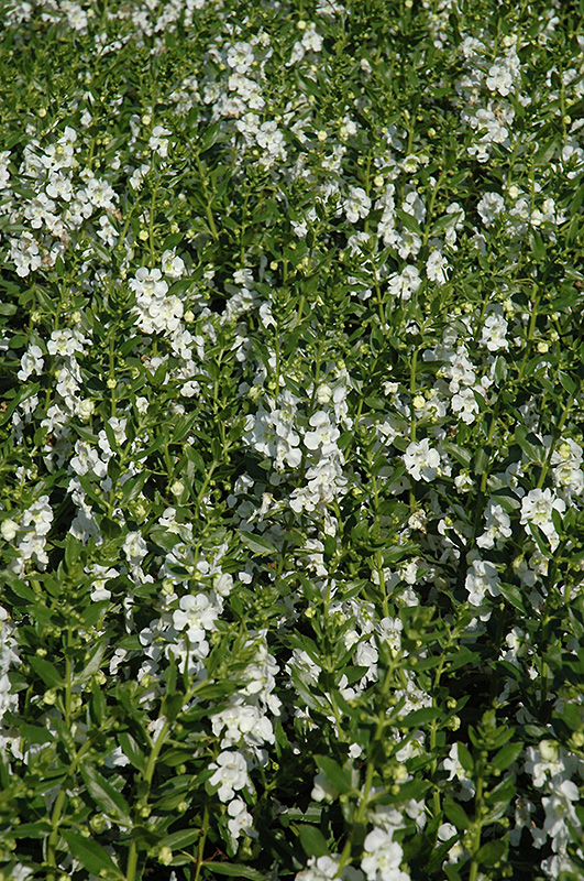 Angelface White Angelonia (Angelonia angustifolia 'Anwhitim') at The Growing Place