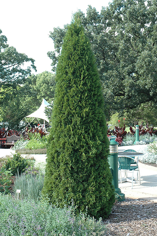 Emerald Green Arborvitae (Thuja occidentalis 'Smaragd') at The Growing Place