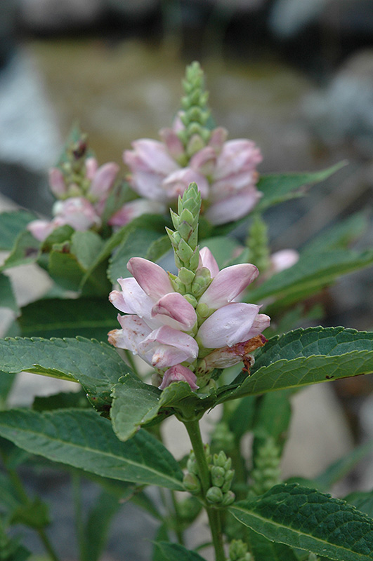 Turtlehead (Chelone glabra) at The Growing Place