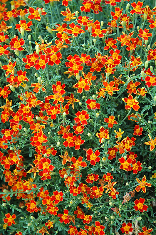 Red Gem Marigold (Tagetes tenuifolia 'Red Gem') at The Growing Place