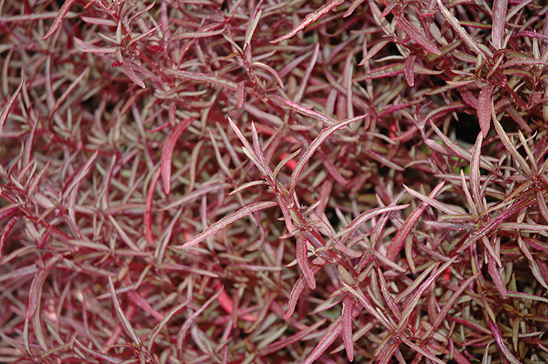 Red Threads Alternanthera (Alternanthera ficoidea 'Red Threads') at The Growing Place